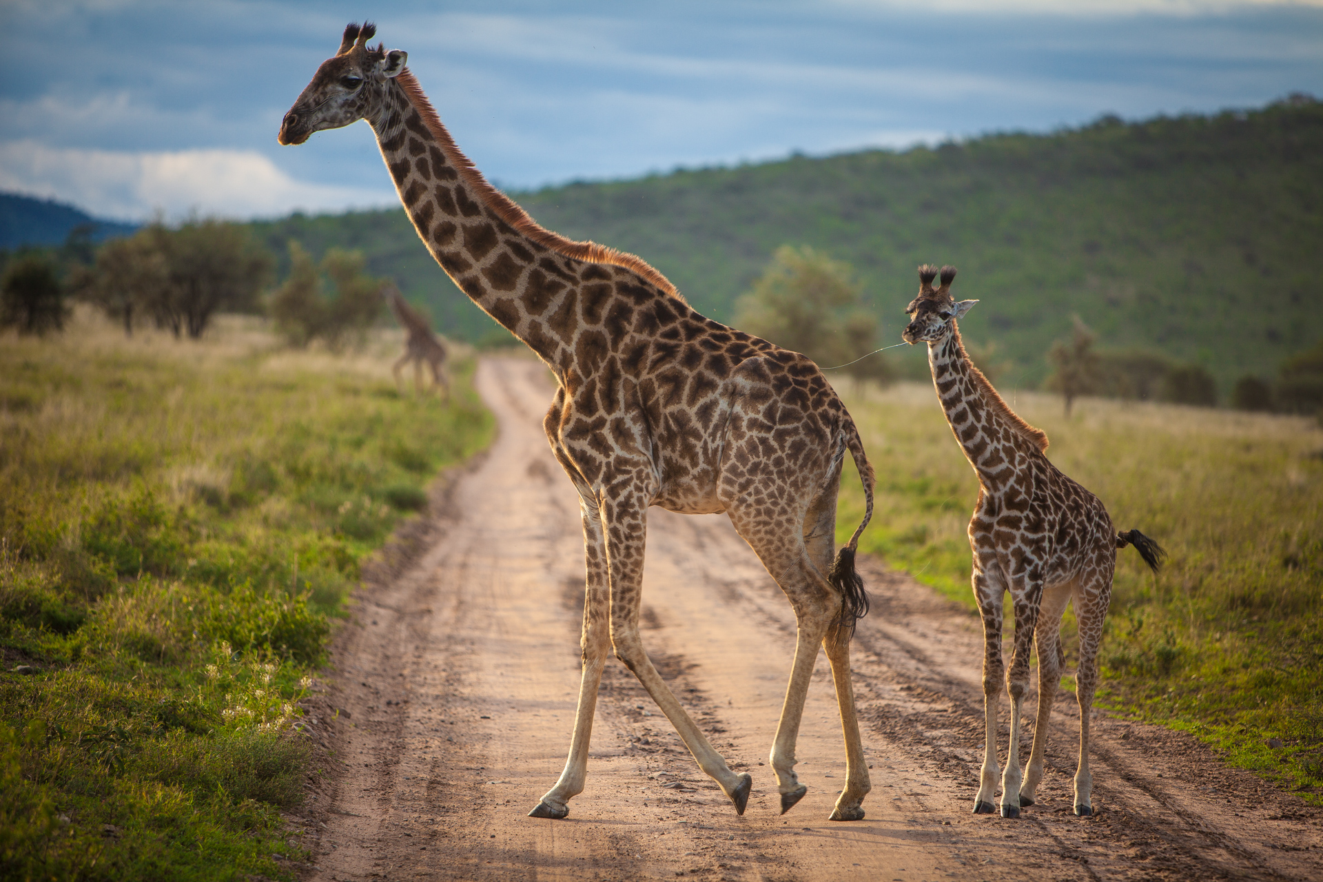 A mother giraffe leading calf across a dirt road.