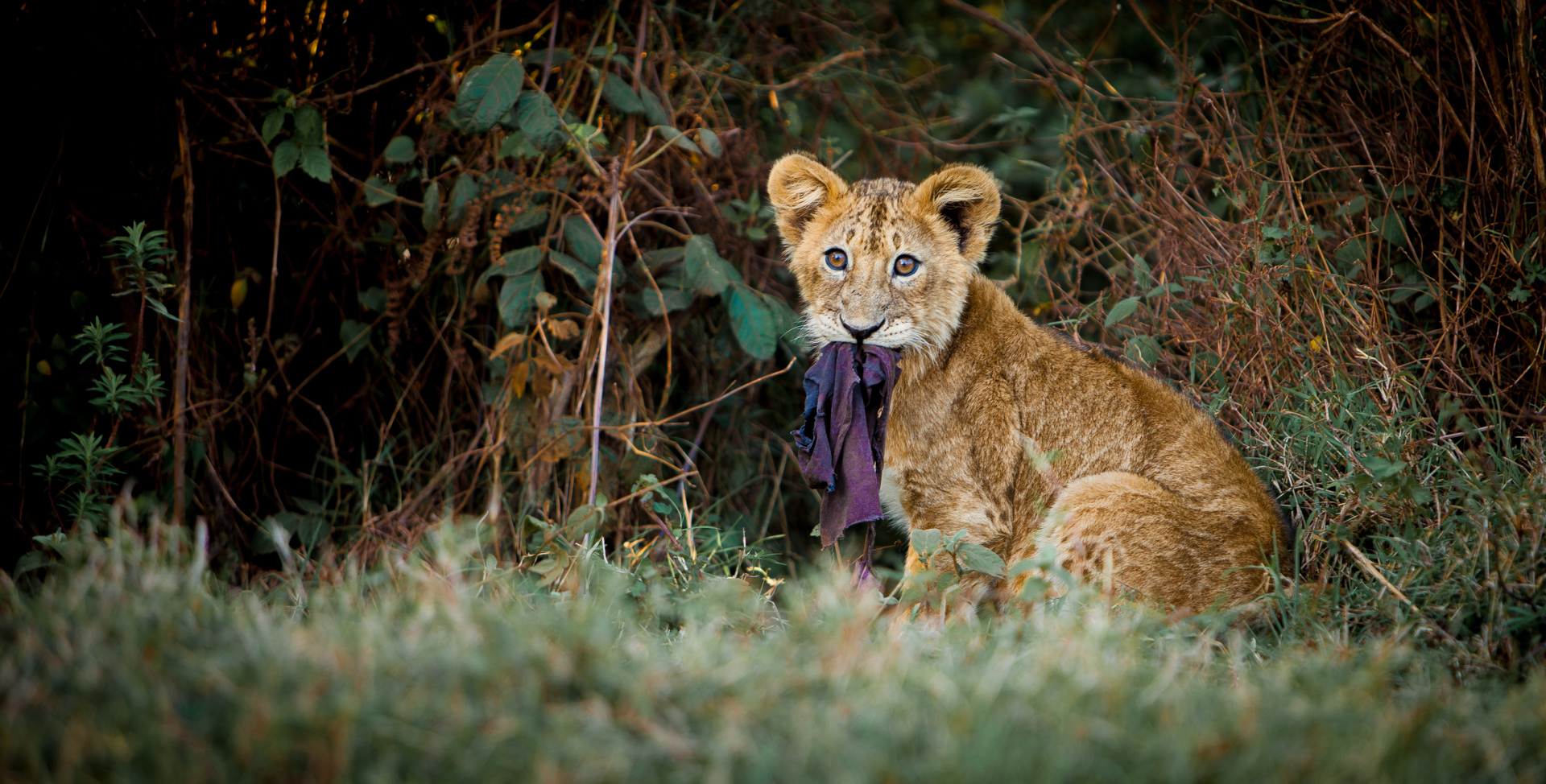 Lion cub with cloth in mouth